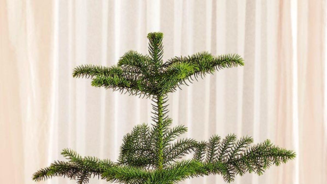 Norfolk pine / Araucaria heterophylla