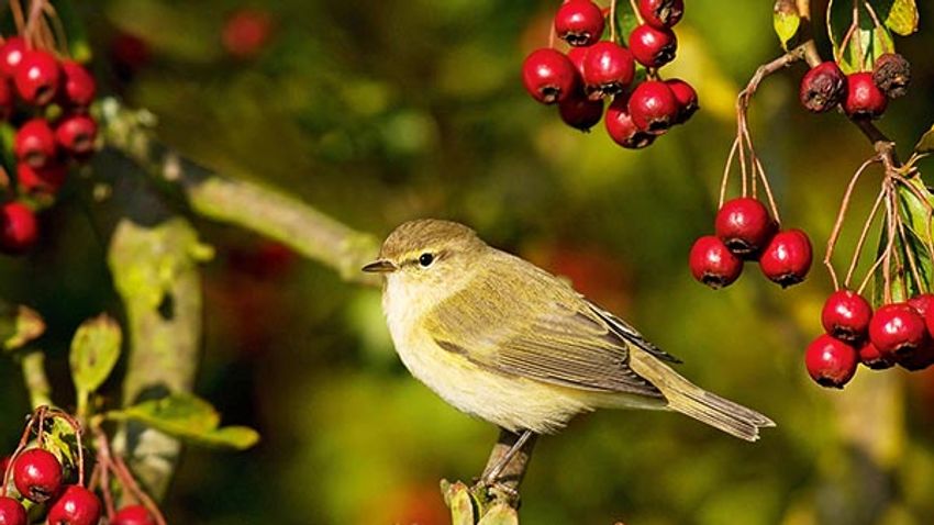Chiff chaff warbler. bird. in red berries.