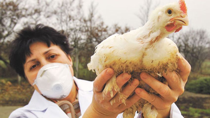 Itt a madárinfluenza - Ölik a kacsákat Békés megyében