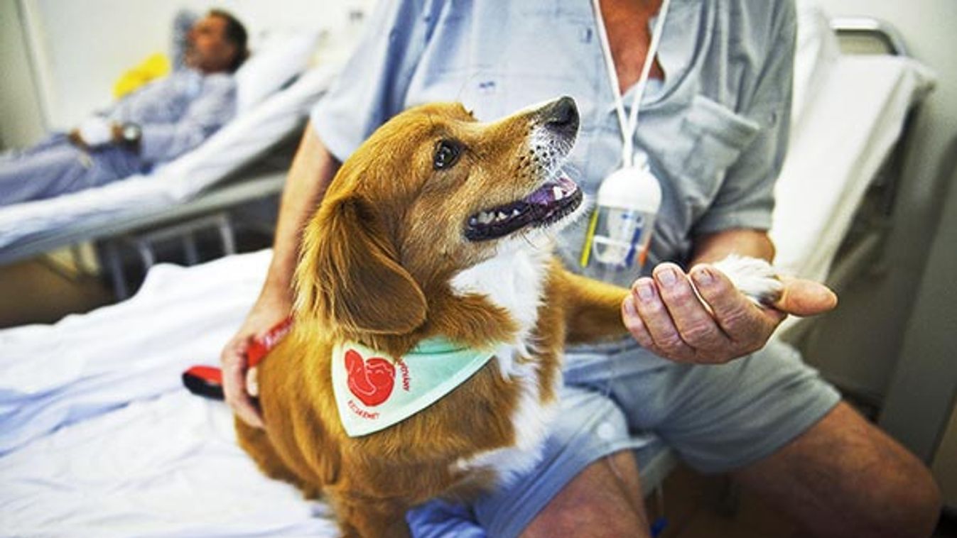 Kutyaposta – Elismerés a terápiás kutyának