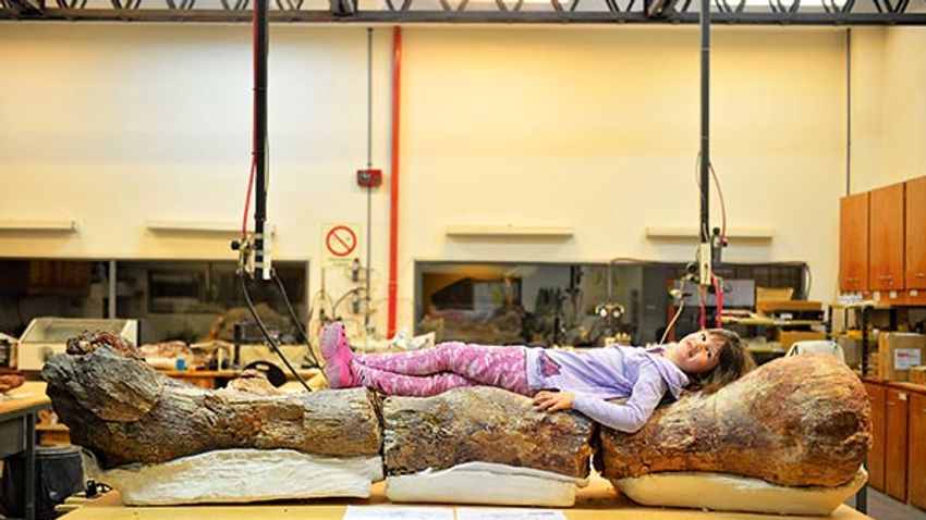 Marlene lies over the original fossilised femur of a dinosaur displayed on exhibition at the Egidio Feruglio Museum in the Argentina's Patagonian city of Trelew