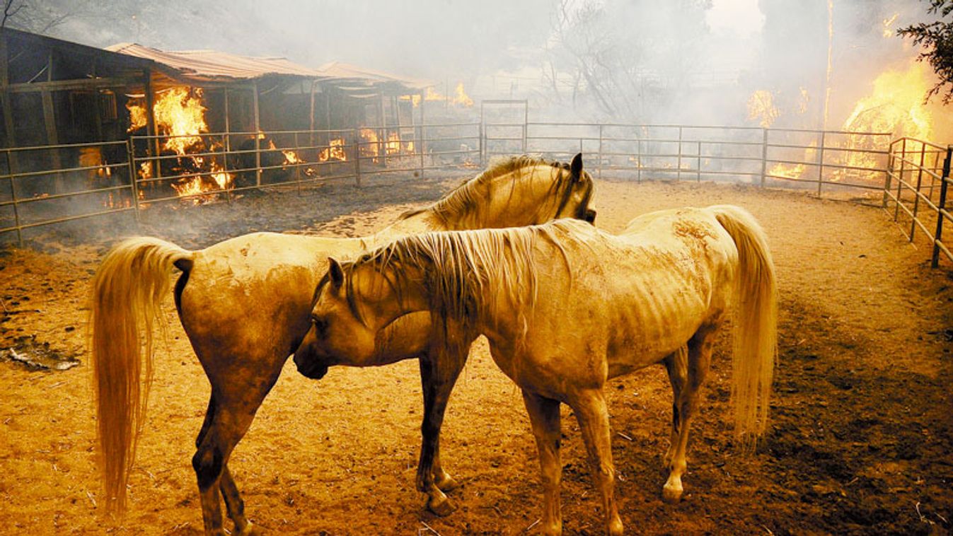 Two horses are penned in a corral as fire burns around them during the Station Fire in the Big Tujunga area of Los Angeles
