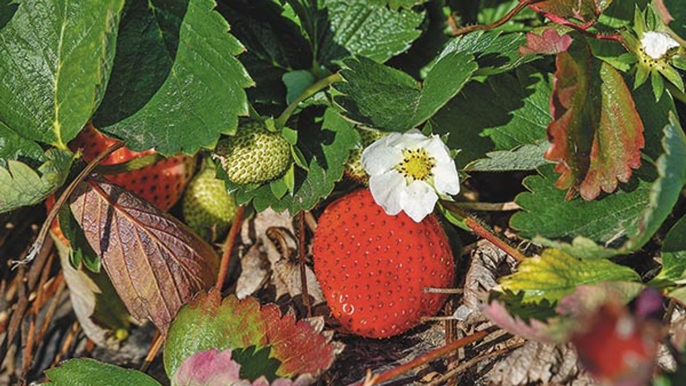 Strawberries in November