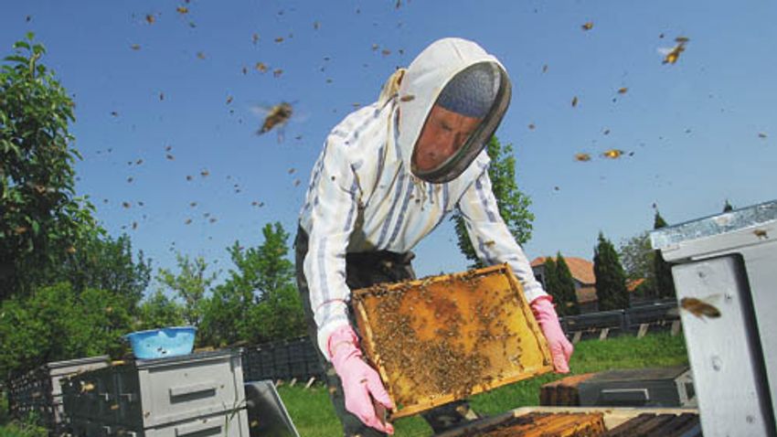 600 milliónyi méhész pénz áll a házhoz