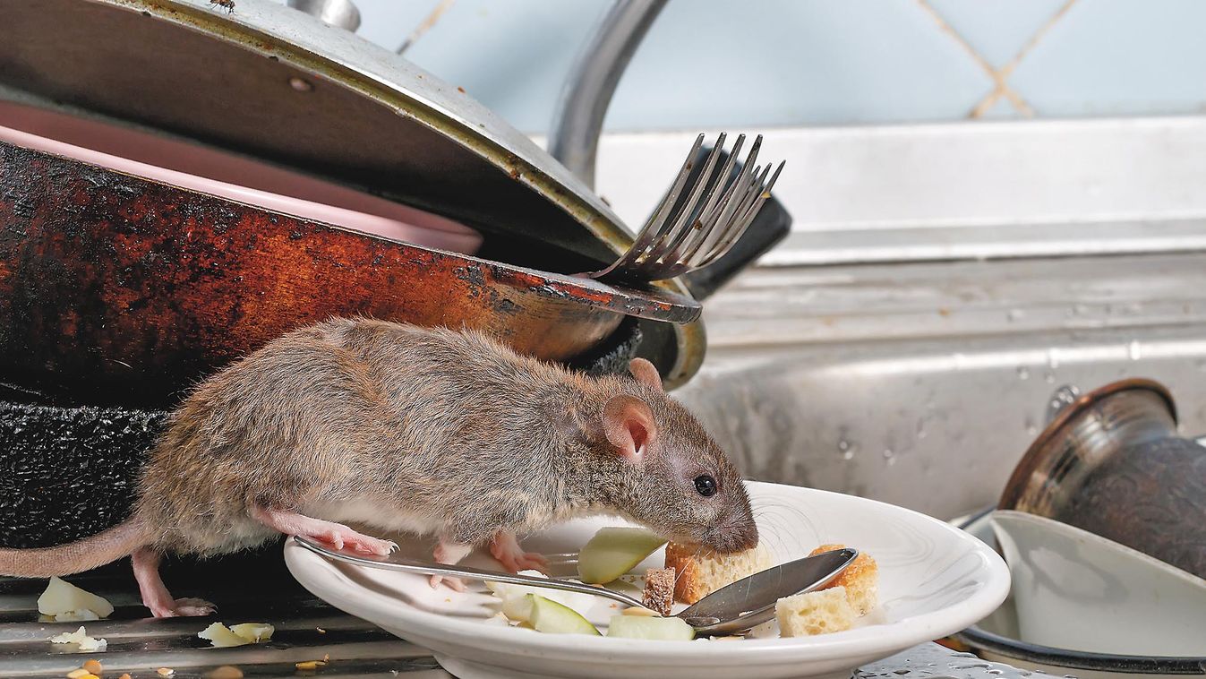 Close-up,Young,Rats,(rattus,Norvegicus),Sniffs,Leftovers,On,A,Plate