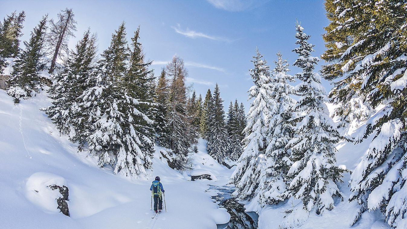 Fresh,Snow,And,Woman,On,Touring,Skis,Among,White,Trees.