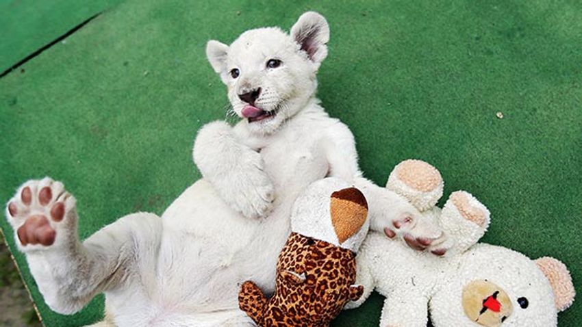 A seven-week-old white lion cub plays at a private zoo in Abony