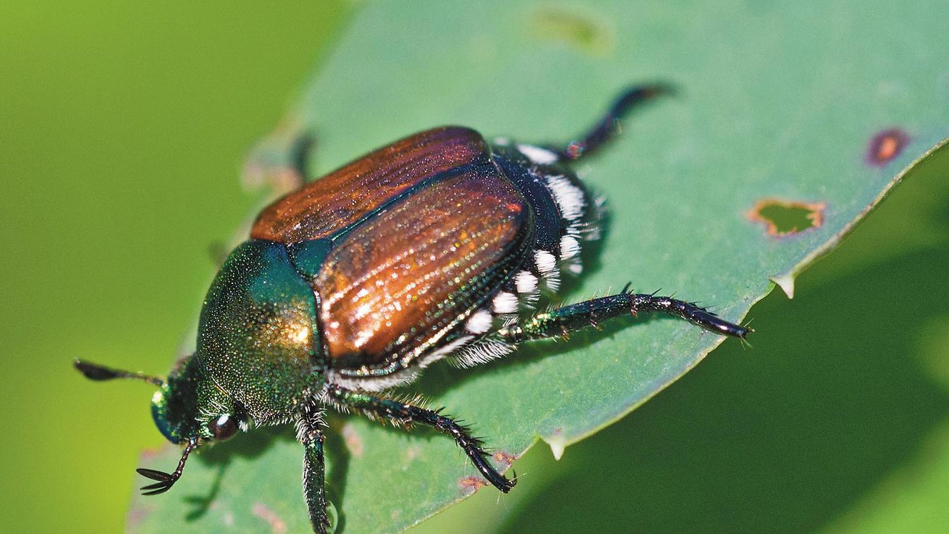 Japanese,Beetle,(popillia,Japonica)