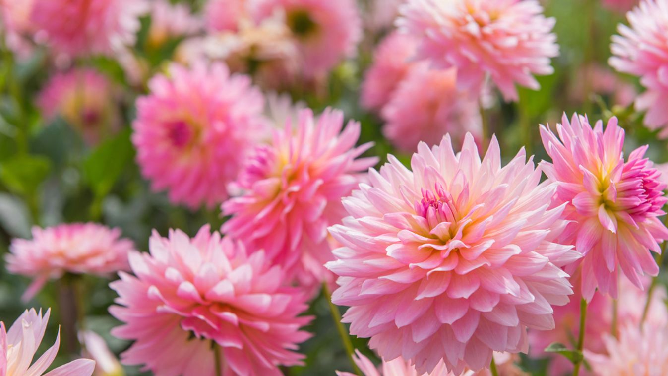 Colorful,Of,Dahlia,Pink,Flower,In,Beautiful,Garden.