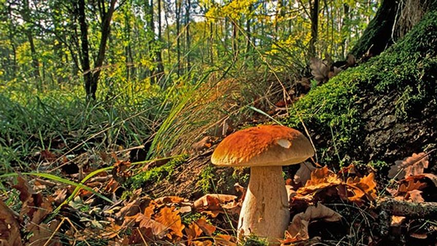 Erdőmentő gombák