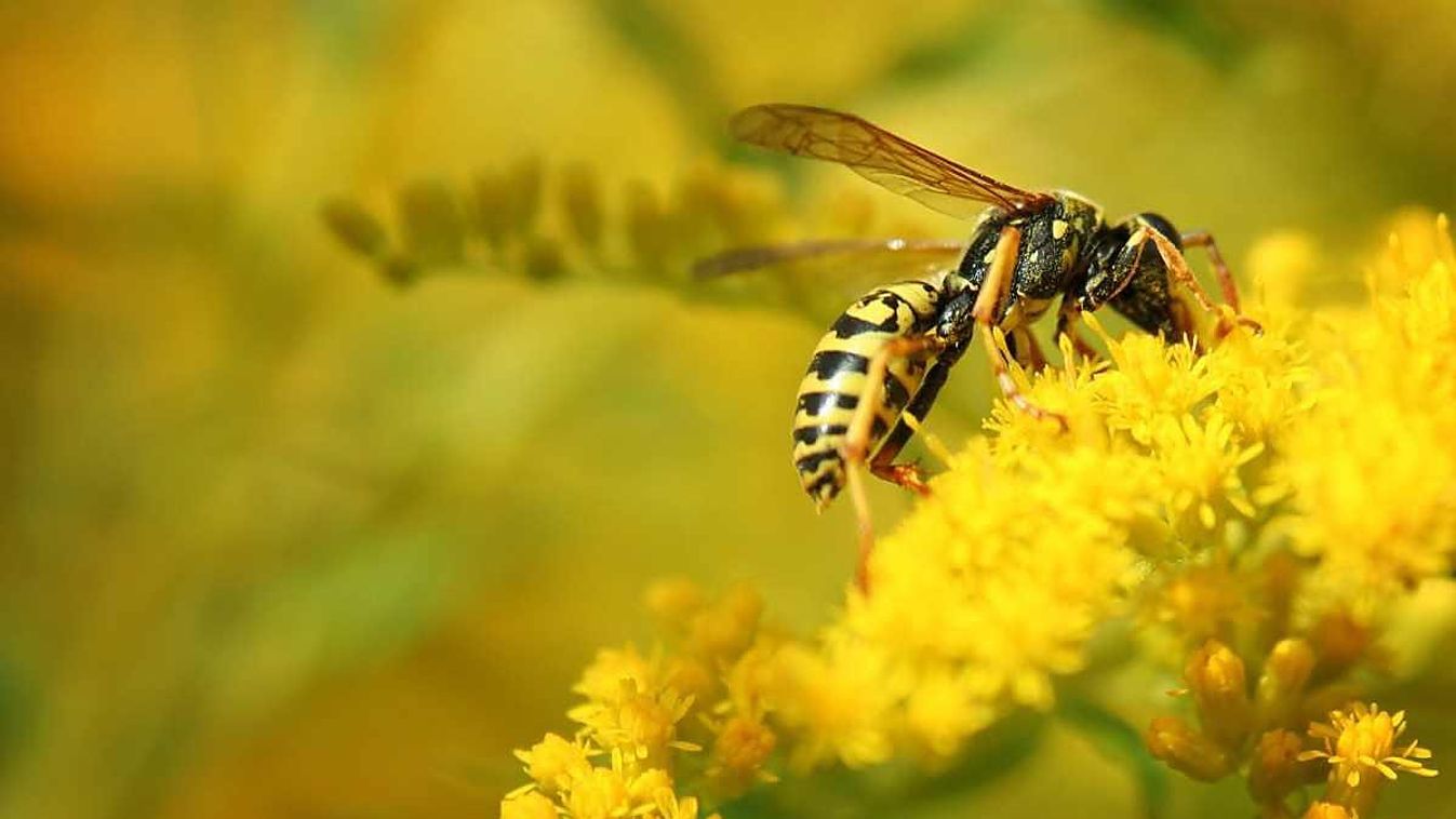 7 növény, amikkel védekezhetsz a csípős rovarok ellen