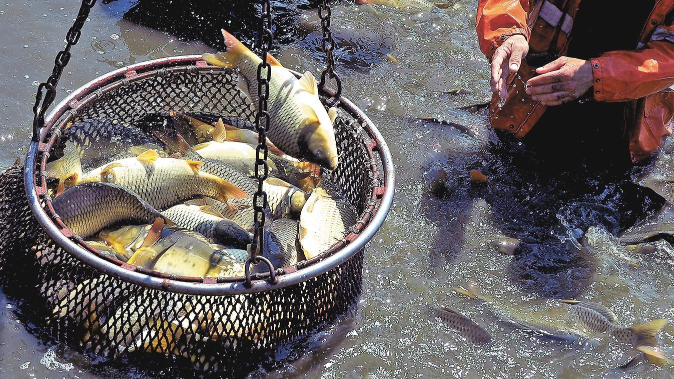 Törhetik a fejüket a hazai halászok