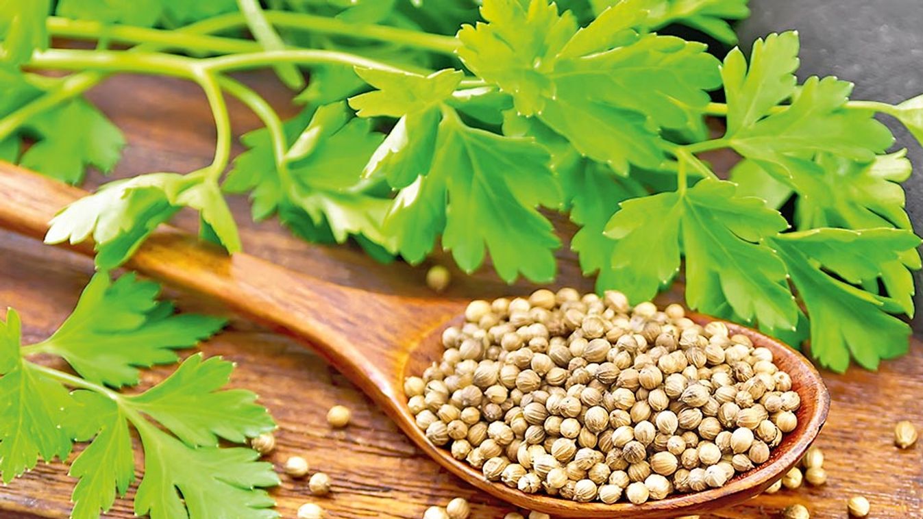 Coriander,Seeds,In,A,Spoon,,Green,Fresh,Cilantro,And,A