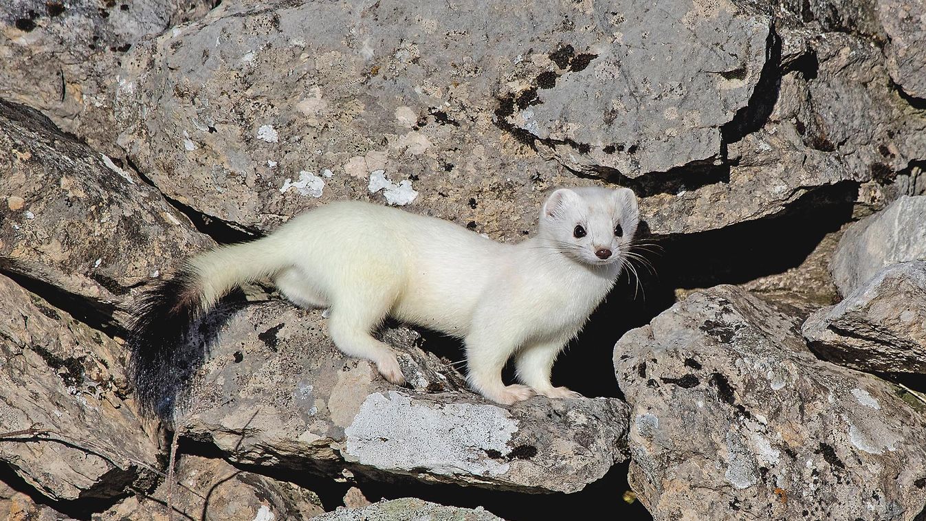 Ermine,(mustela,Erminea),With,Its,Characteristic,Winter,White,Skin,,Perched