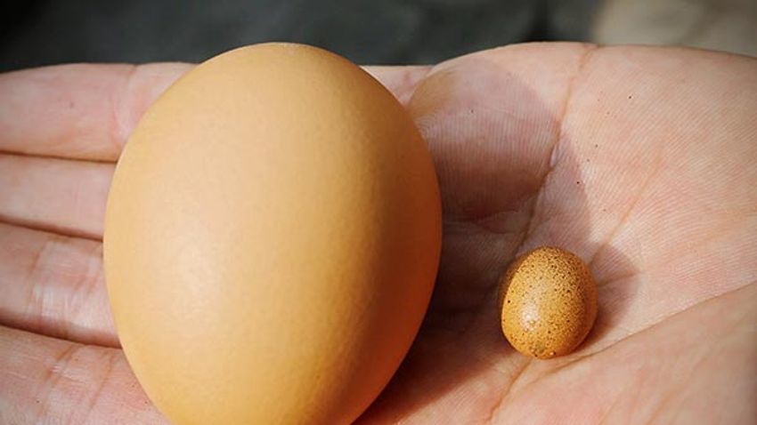 Mini eggs smaller than peanut to break Guinness World Record