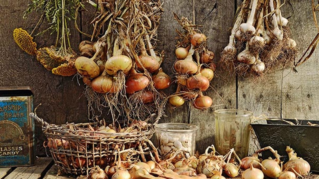 Harvest of vegetables drying in a garden shed