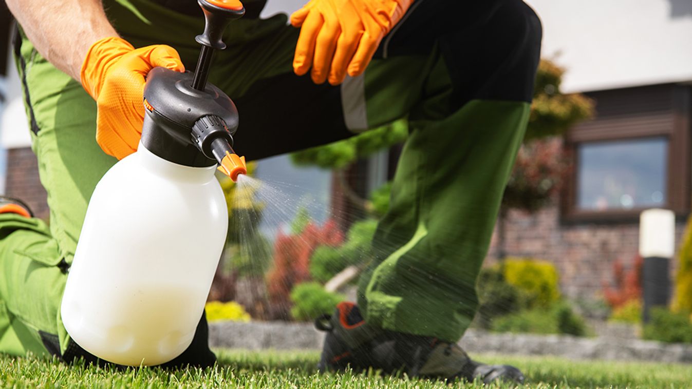 Caucasian,Men,Fighting,Grass,Lawn,Weeds,By,Spraying,Chemicals.