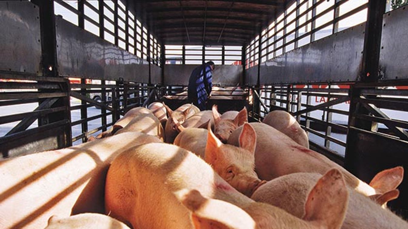 TRANSPORTING THE ANIMALS (PIGS) BY TRUCK TO THE SLAUGHTERHOUSE, BRITTANY, FRANCE