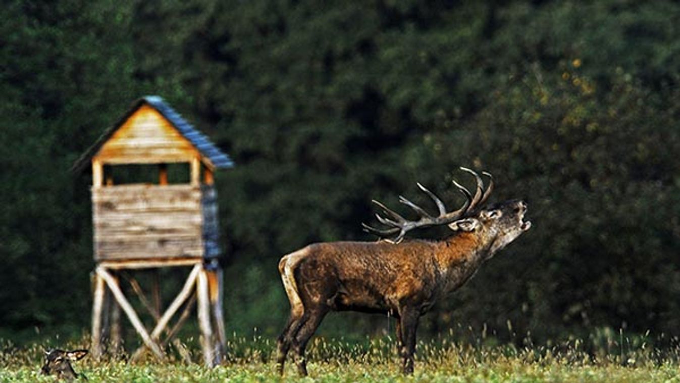 red deer (Cervus elaphus), stag standing in a meadow roaring close to a raised hide at a forest edge, Hungary