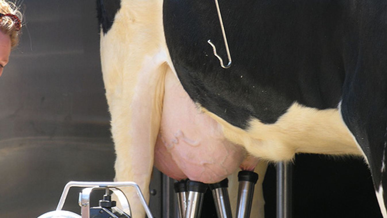 Elképesztő! Brüsszel most a tejtúltermelést bünteti