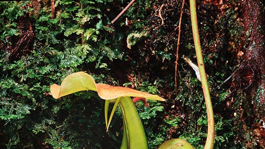 Pitcher plant, Nepenthes bicalcarata (upper pitcher) Mulu National Park, Sarawak, Borneo, East Malay