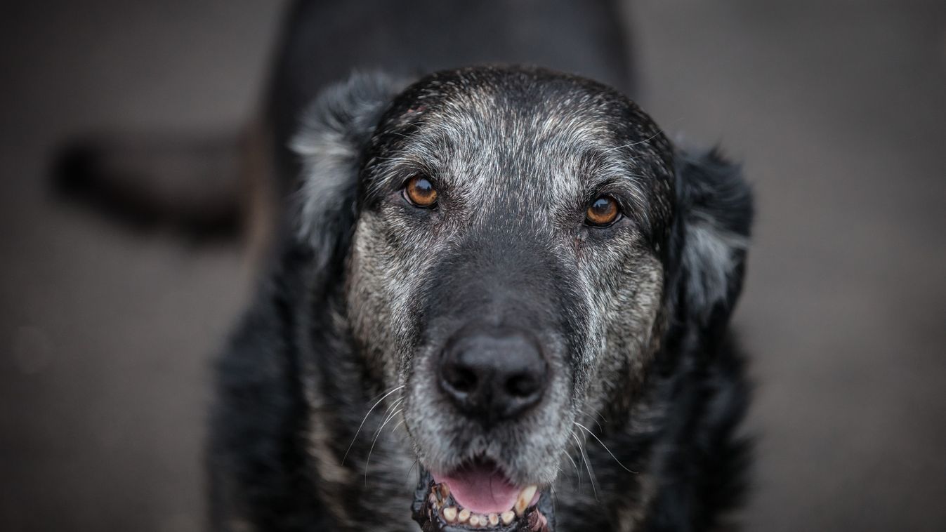 Kutyaposta – idős kutyák becsülete