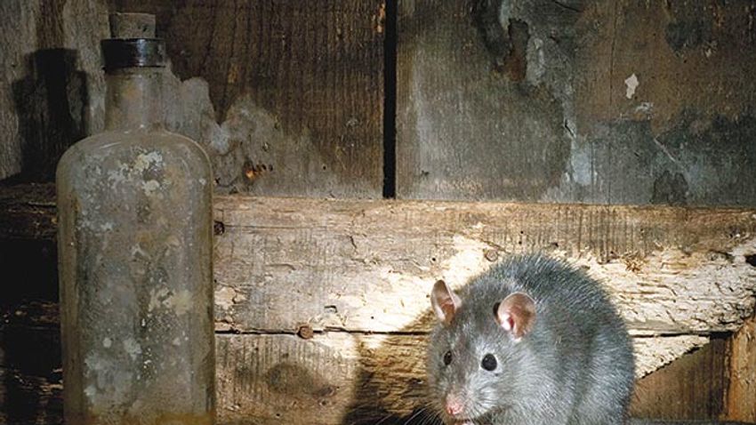 Black rat (Rattus rattus) in old barn, Belgium