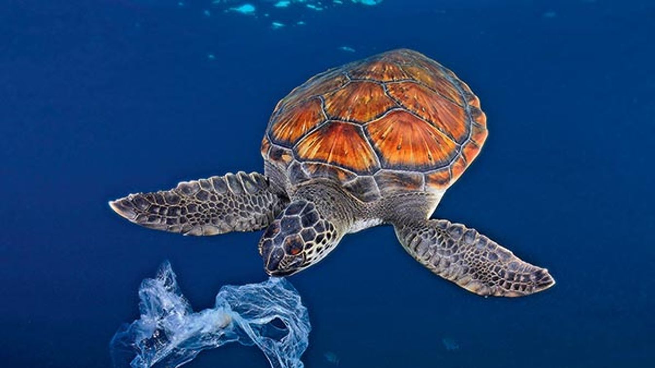Green sea turtle trying to eat a plastic bag