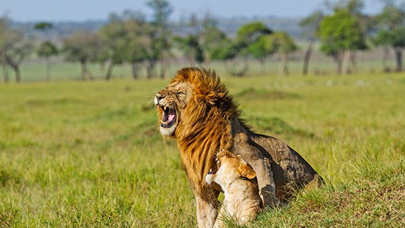 Male and female Lions in the savannah - Masai Mara Kenya