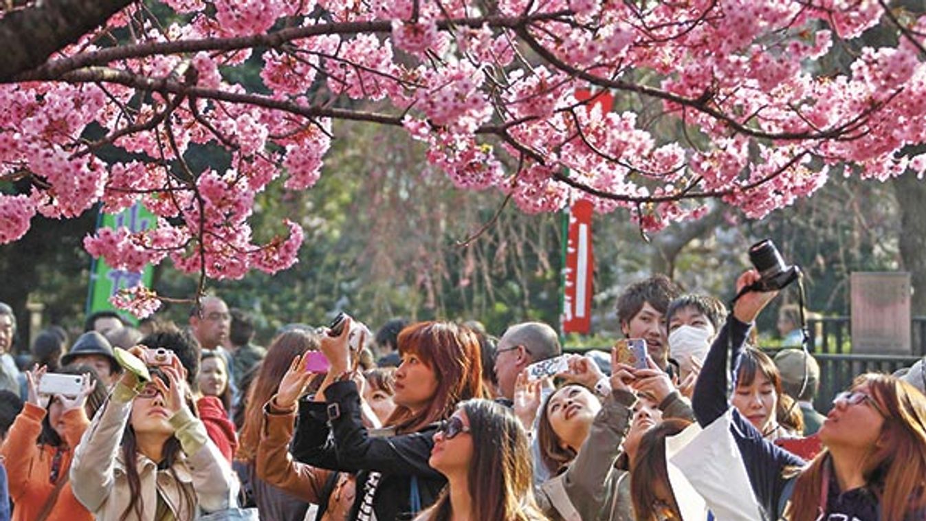 Cherry Blossoms Bloom In Tokyo