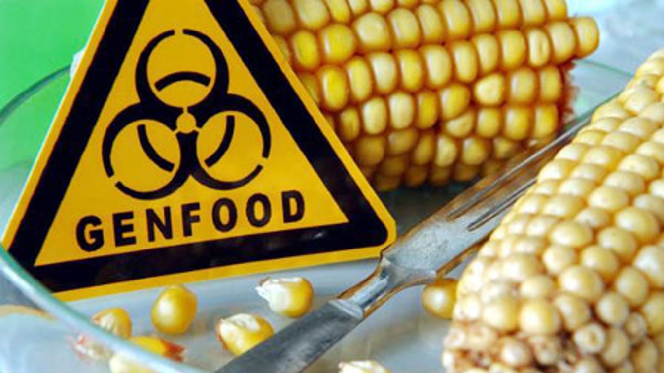 Újra áll a bál Brüsszelben a GMO miatt