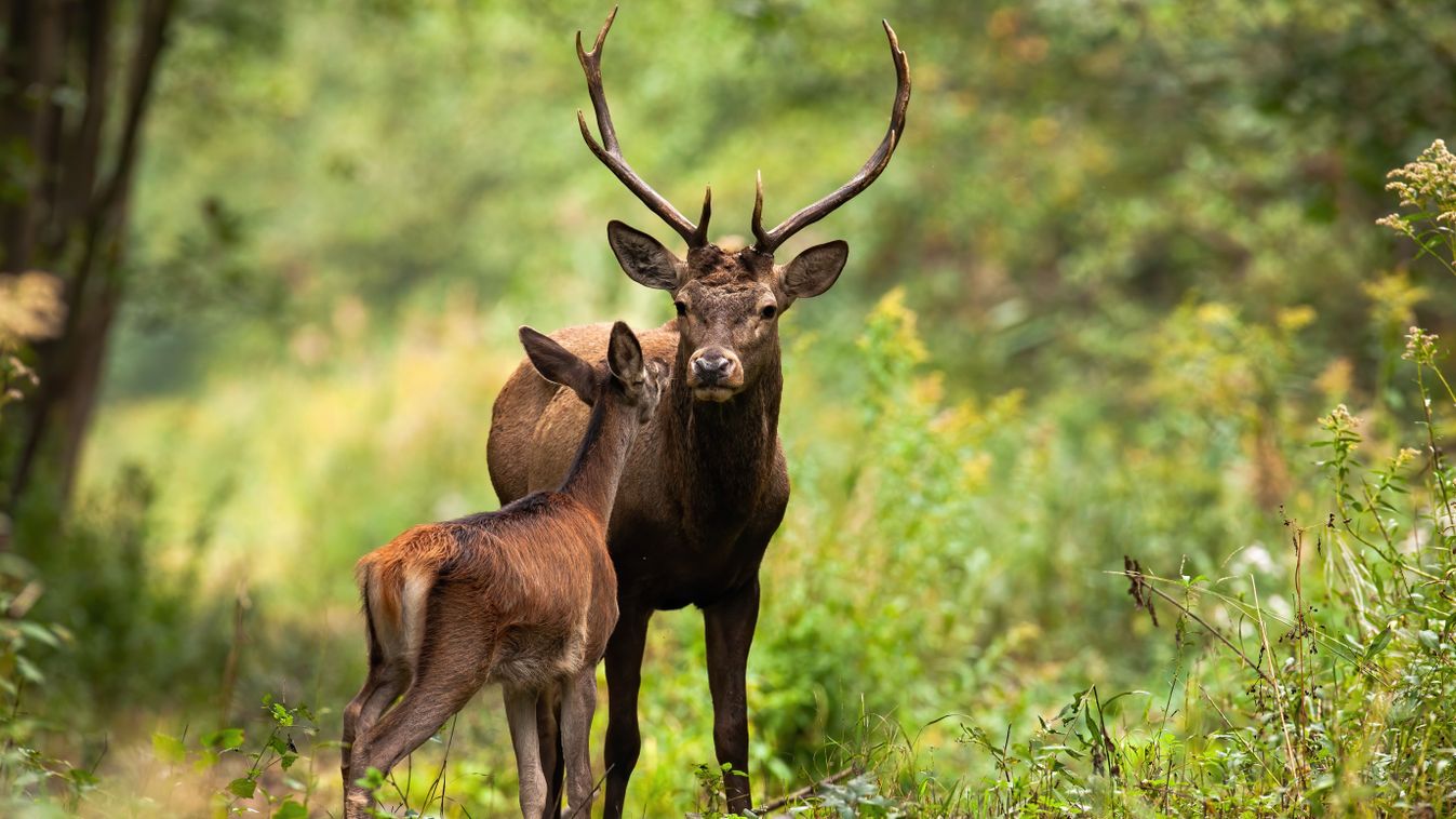 Two,Red,Deer,,Cervus,Elaphus,,Standing,Close,Together,And,Touching