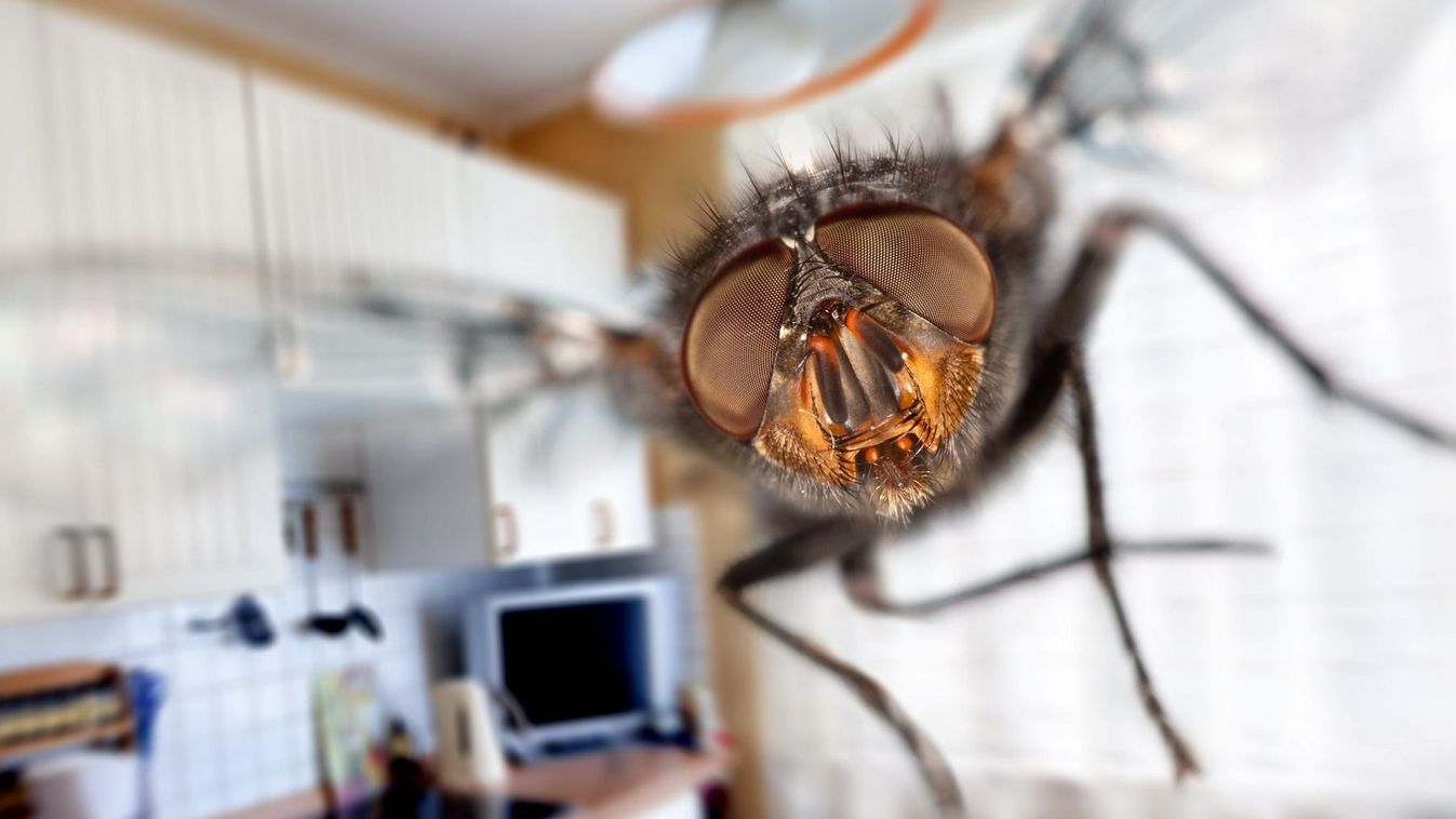 Housefly,Close-up.,Flying,In,Kitchen.