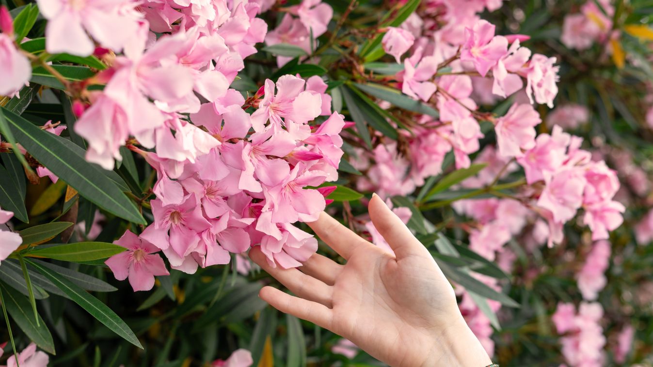 Female,Hand,Touching,Pink,Flowers,Of,Blooming,Plants,In,Botanical