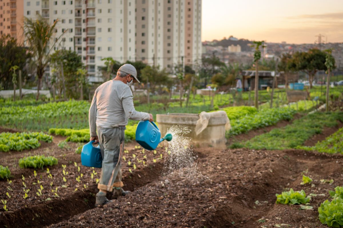 Man,Watering,Vegetable,Garden,In,The,City,Of,Santo,André,