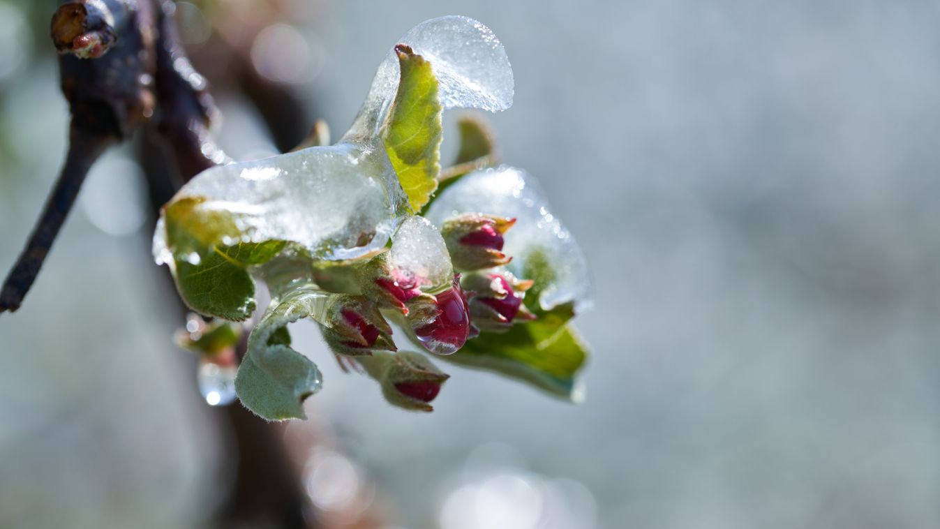 Frost,Protection,Irrigation.,Frozen,Apple,Tree,Blossom.