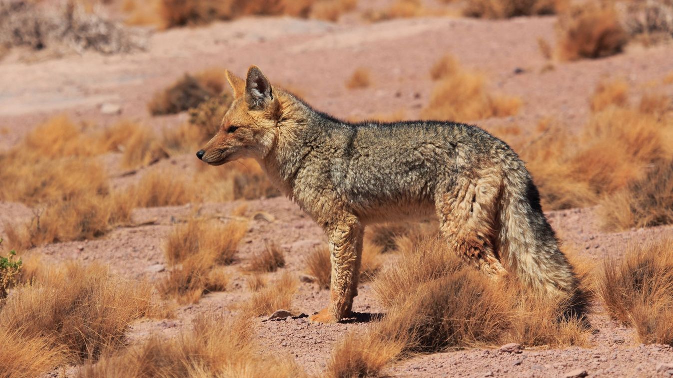 Andean fox (Pseudalopex culpaeus), Atacama Desert, Chile