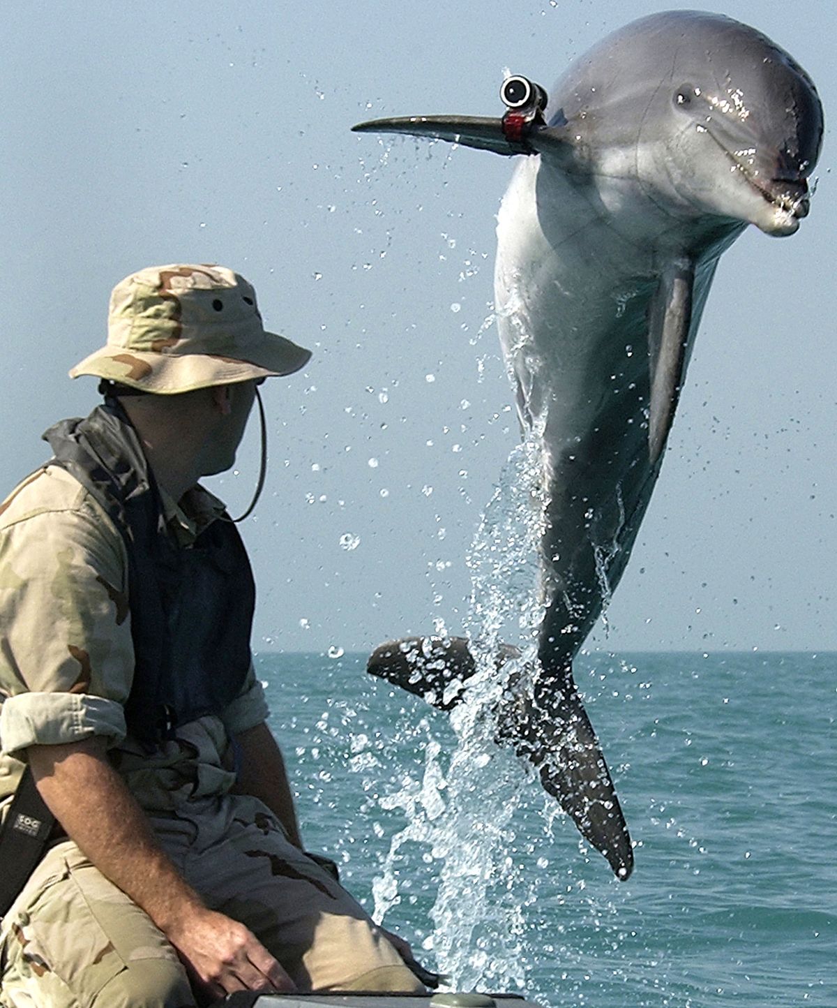 Coalition Forces Train Dolphins For Mine Clearing Operations In Persian Gulf