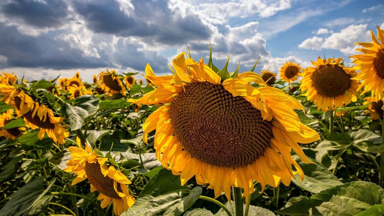 Sunflower,Fields,And,Blue,Sky,Clouds,Background.sunflower,Fields,Landscapes,On