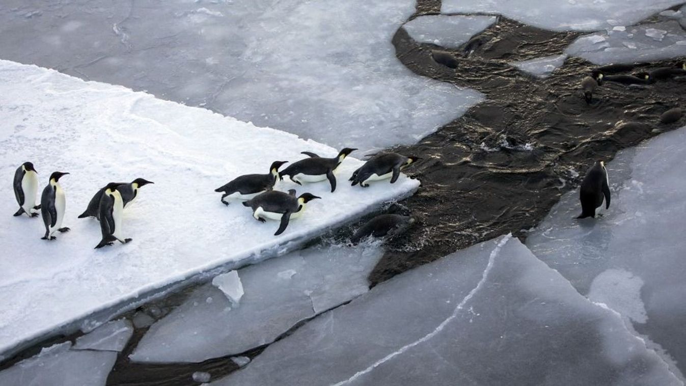 Emperor penguins (Aptenodytes forsteri) on pack ice in the Ross Sea, McMurdo Sound, Antarctica