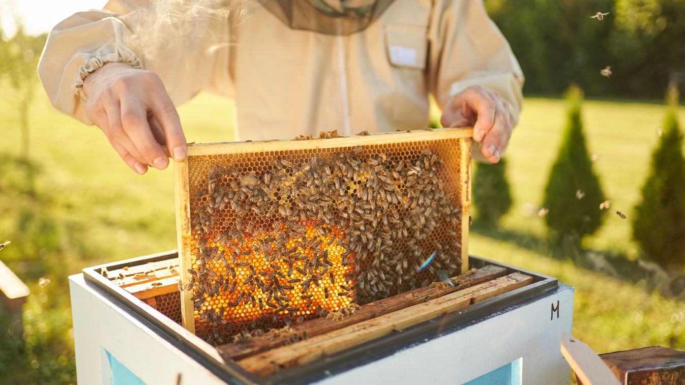 Beekeeper,Removing,Honeycomb,From,Beehive.,Person,In,Beekeeper,Suit,Taking