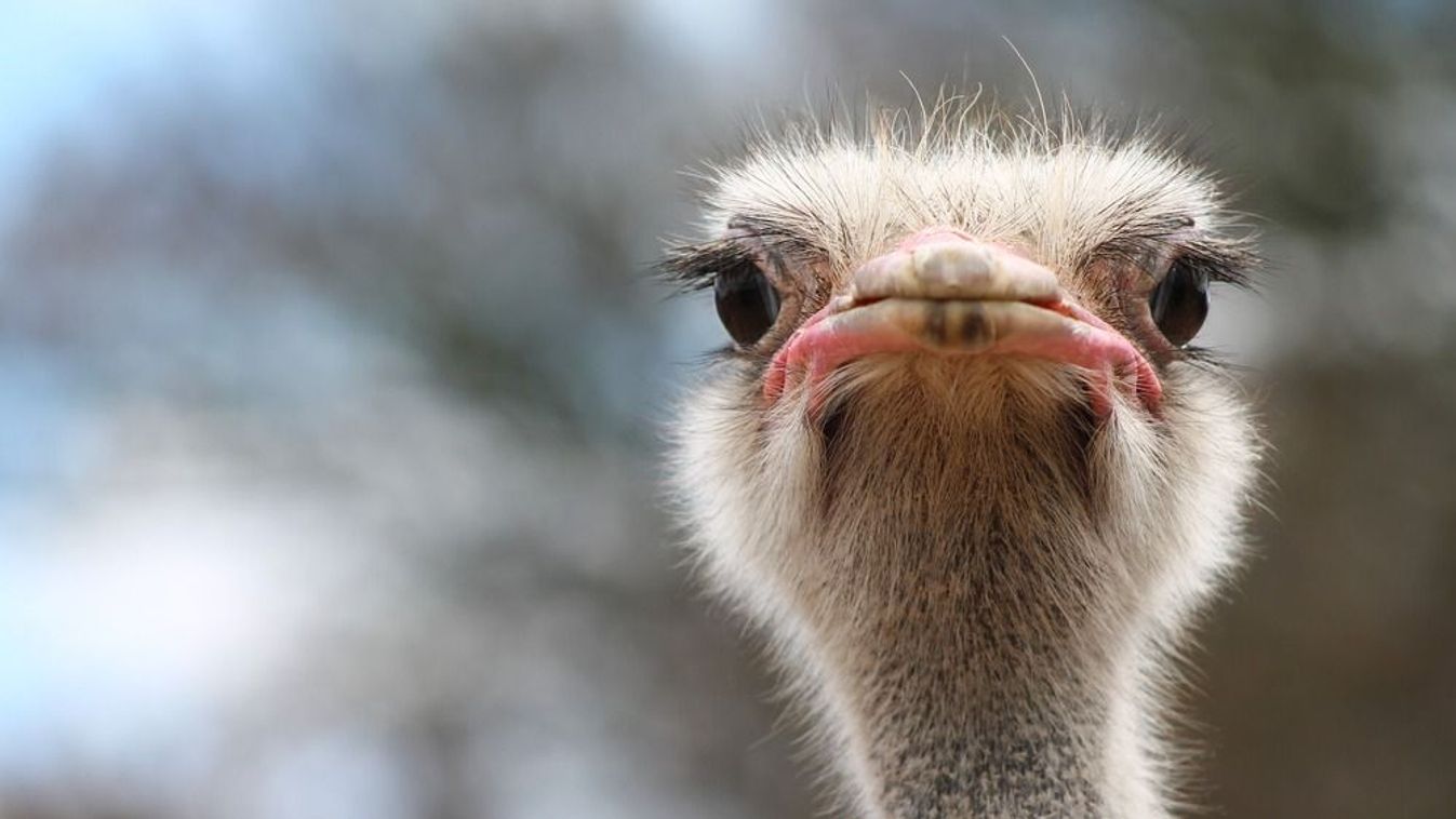 Ostrich,Bird,Head,And,Neck,Front,Portrait,In,The,Park