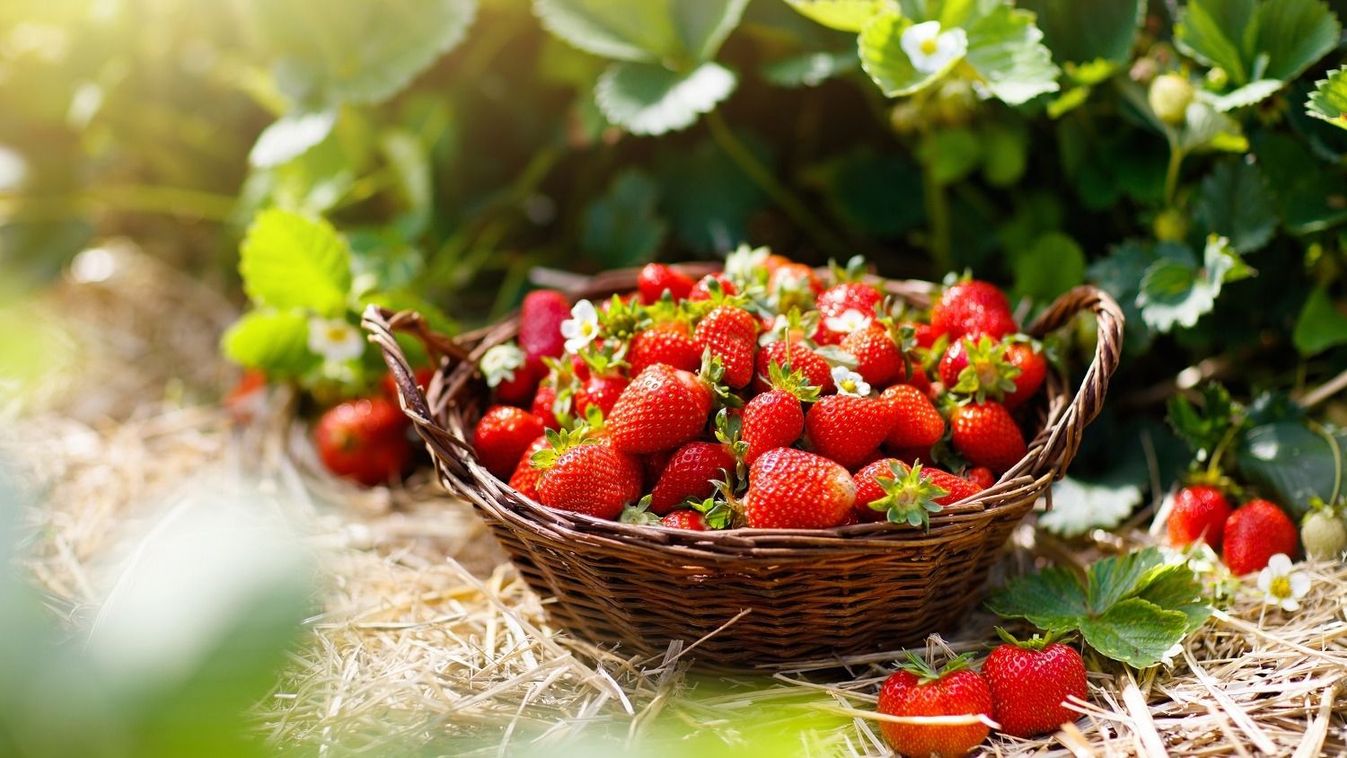 Strawberry,Field,On,Fruit,Farm.,Fresh,Ripe,Organic,Strawberry,In