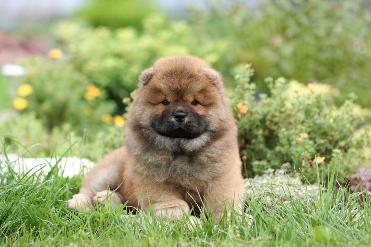 Cute,Fluffy,Chow,Chow,Puppy,In,Nature