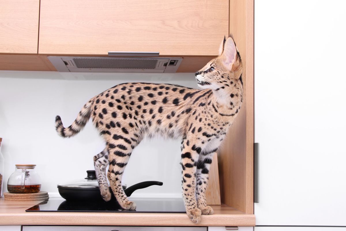 Domesticated,Kitten,Serval,Ashera,Savannah,In,The,Apartment,Serval,(leptailurus