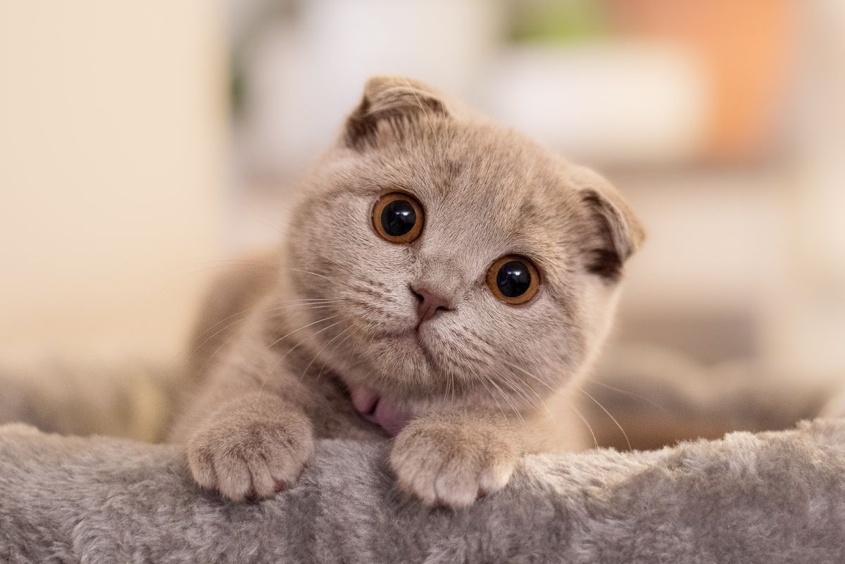 Cute,Gray,Cat,,Kitten,Looking,At,Camera,Scottish,Fold,,Folded