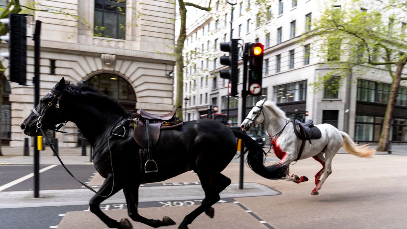 Megvadult lovak London utcáin