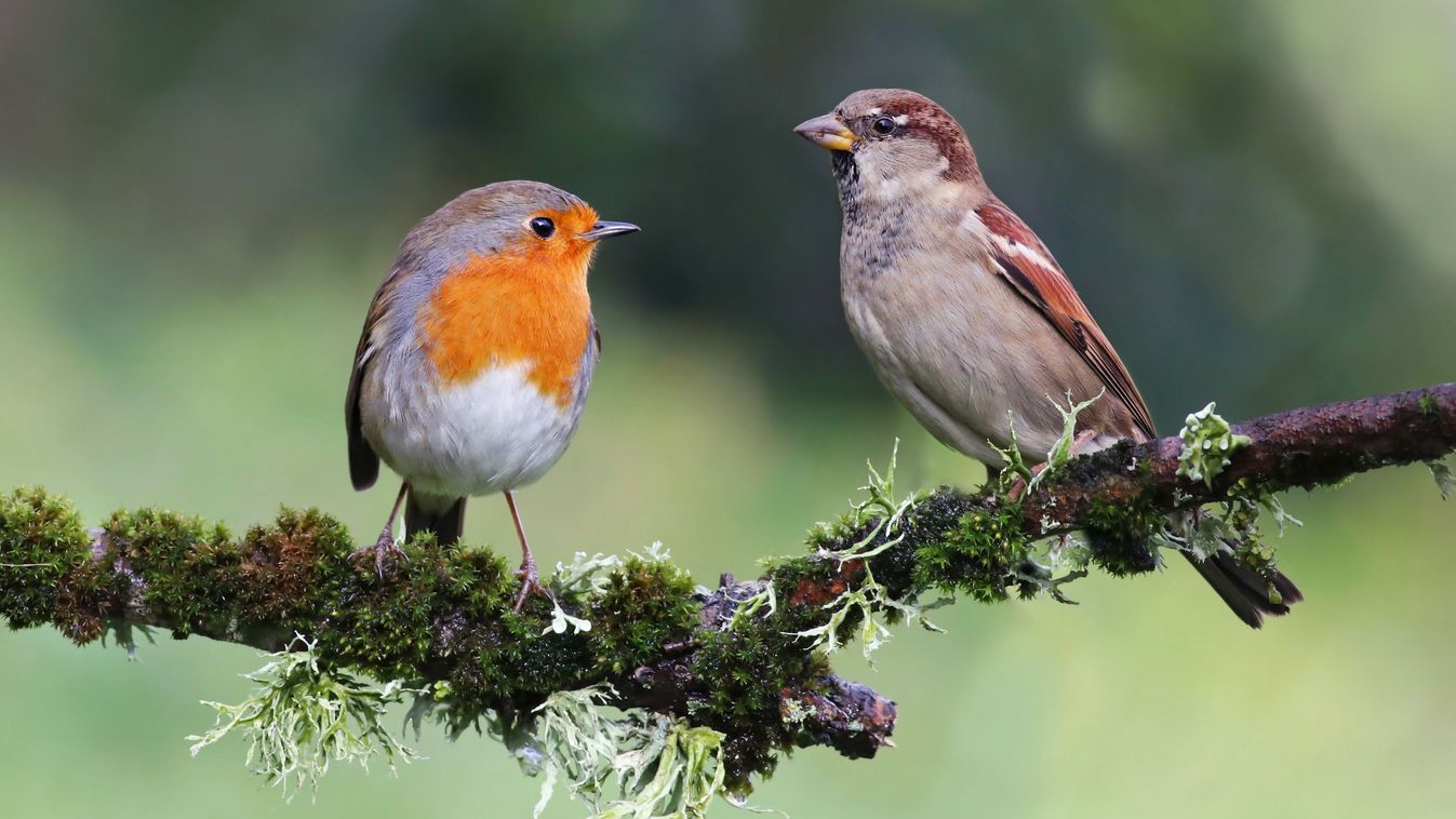 House,Sparrow,(passer,Domesticus),And,Robin,(erithacus,Rubecula),Standing,On