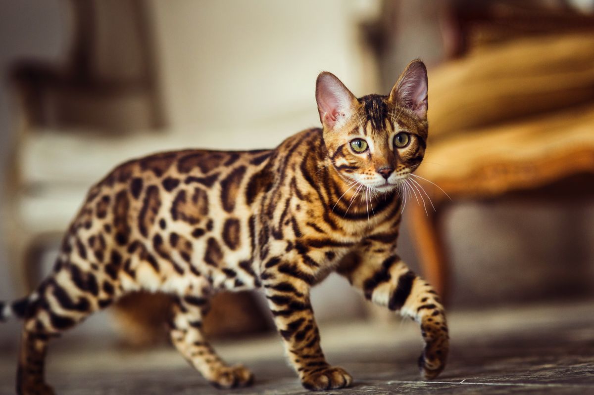 Bengal,Cat,Like,A,Leopard,Sneaks