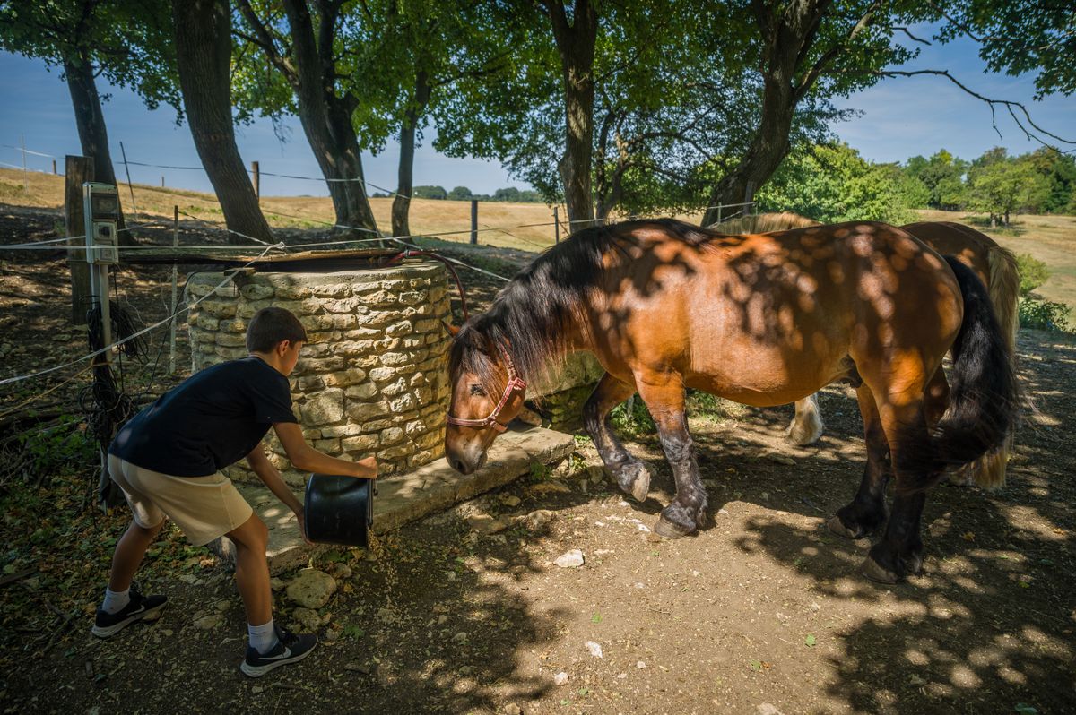 Állatok etetése itatása-07 20240812 Nagyvázsony
KucsiTanya gyerektábor
Kütyümentes tanyasi élmény gyerekeknek Kucsera Gábor egykori kajakozó, olimpikon jóvoltából a Magyar Igásló Ökoturisztikai és Tájérték Központban.

Fotó: Németh András Péter NAP
Szabad Föld SZF

A képen: állatok etetése itatása 
ló  lovak
